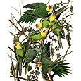 Carolina Parakeet becomes extinct