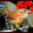 Wren Day